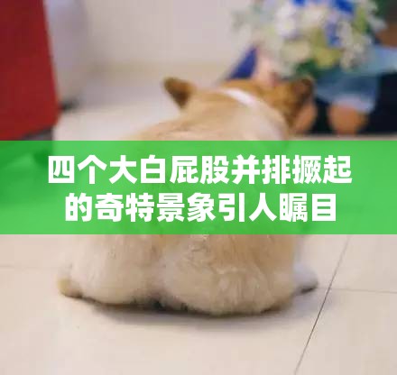 四个大白屁股并排撅起的奇特景象引人瞩目