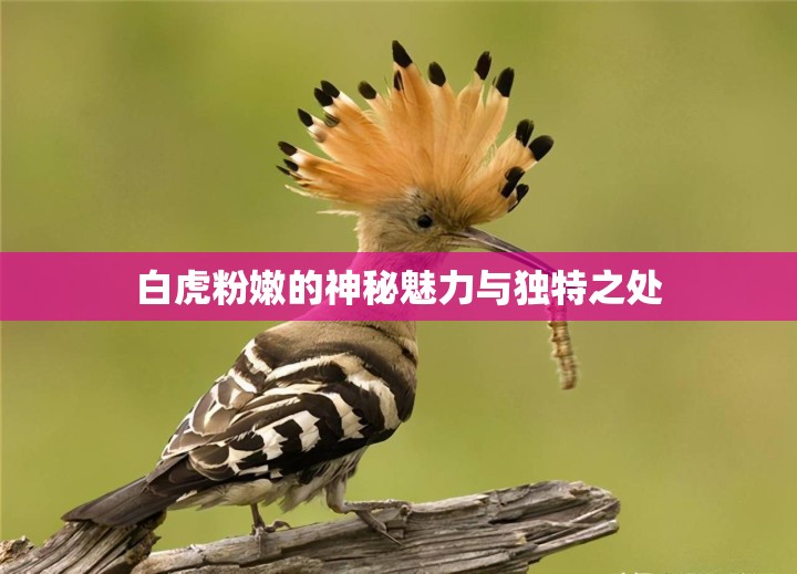 白虎粉嫩的神秘魅力与独特之处