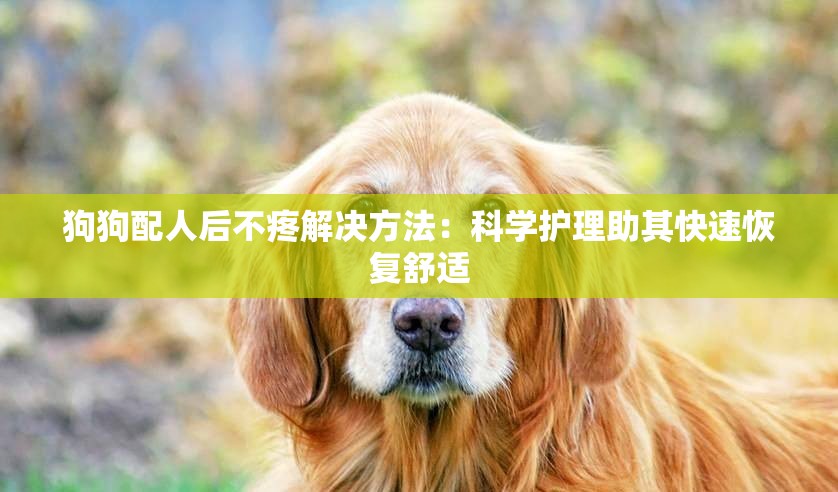 狗狗配人后不疼解决方法：科学护理助其快速恢复舒适