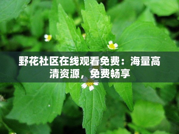 野花社区在线观看免费：海量高清资源，免费畅享