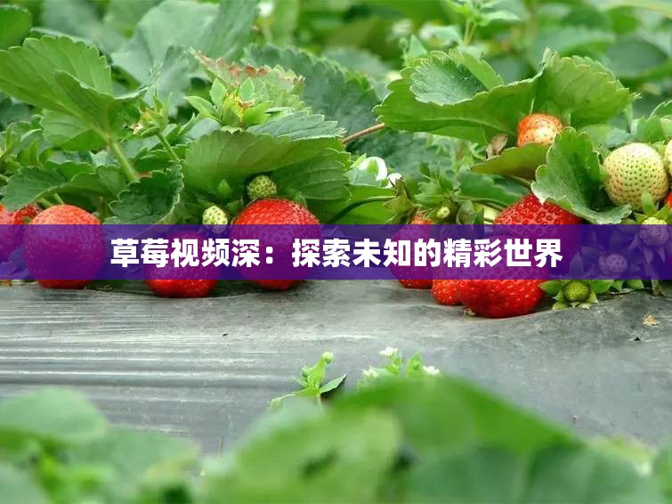 草莓视频深：探索未知的精彩世界