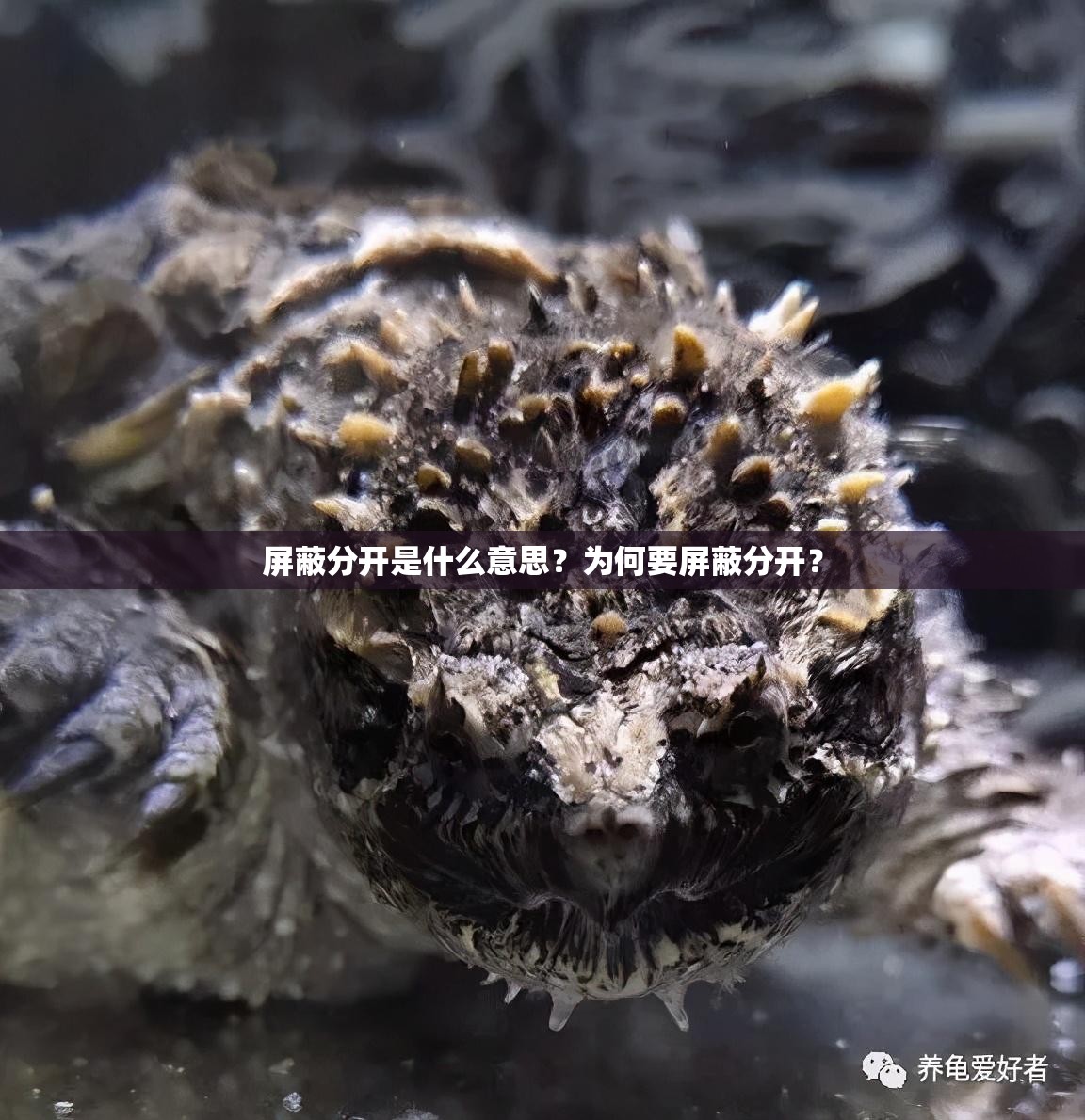 屏蔽分开是什么意思？为何要屏蔽分开？