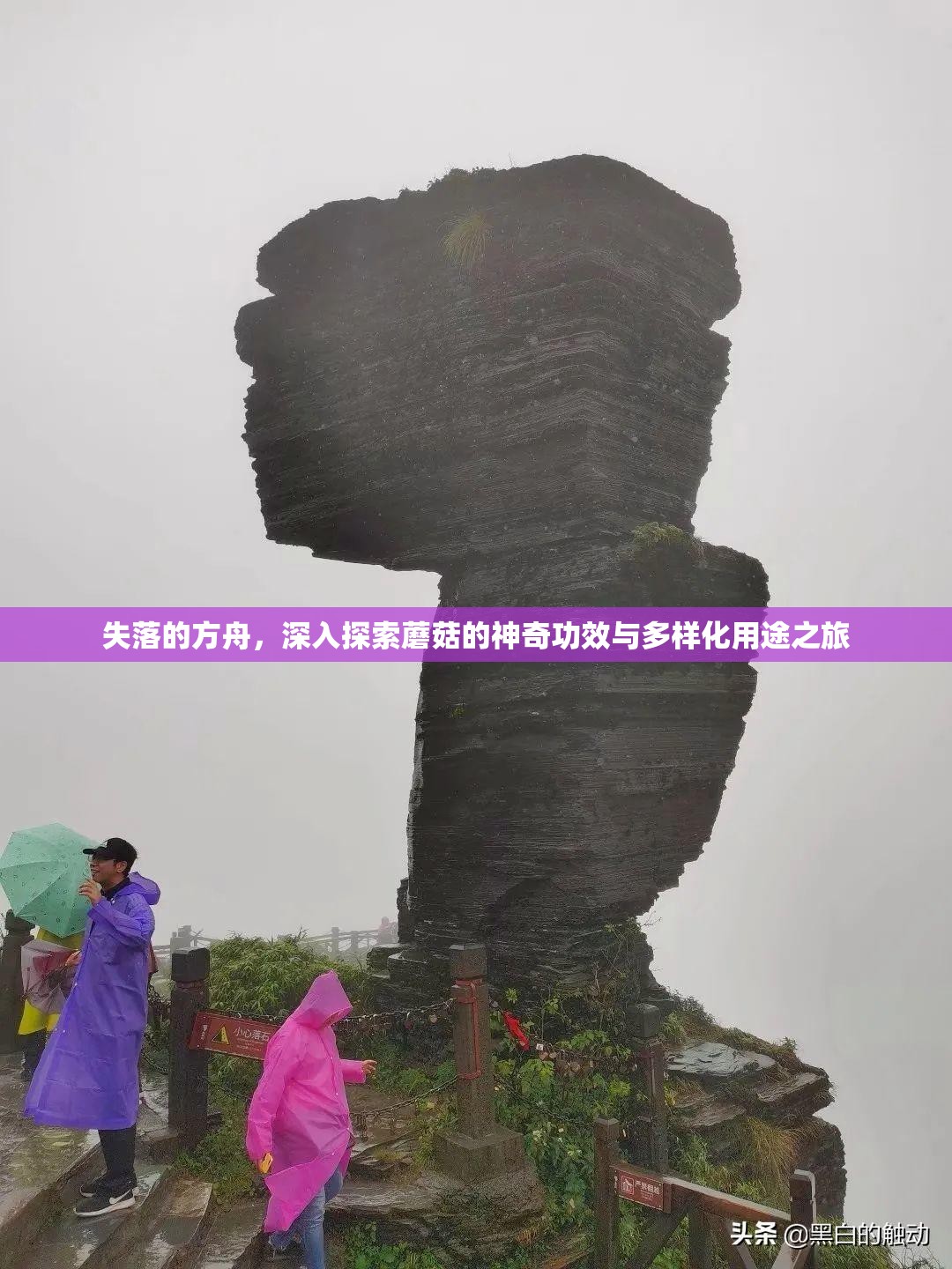 失落的方舟，深入探索蘑菇的神奇功效与多样化用途之旅