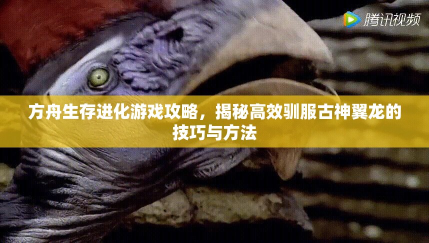 方舟生存进化游戏攻略，揭秘高效驯服古神翼龙的技巧与方法