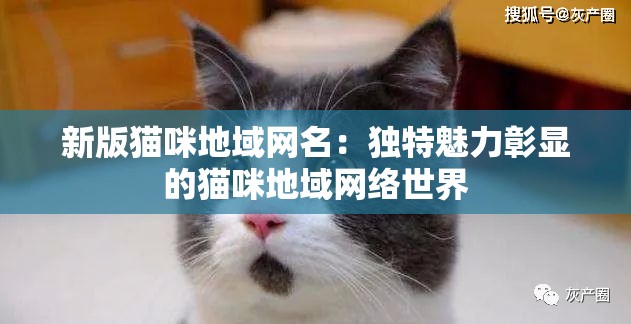 新版猫咪地域网名：独特魅力彰显的猫咪地域网络世界