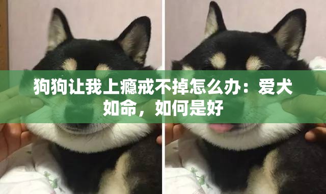 狗狗让我上瘾戒不掉怎么办：爱犬如命，如何是好