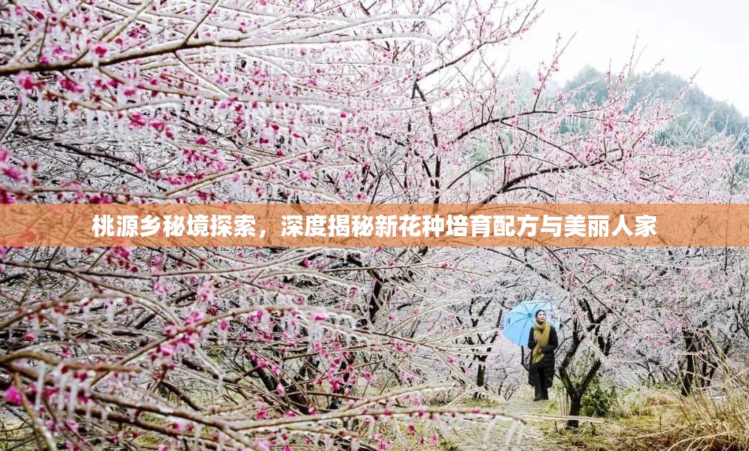 桃源乡秘境探索，深度揭秘新花种培育配方与美丽人家
