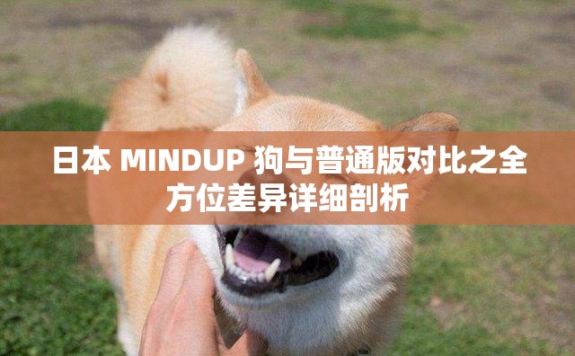 日本 MINDUP 狗与普通版对比之全方位差异详细剖析