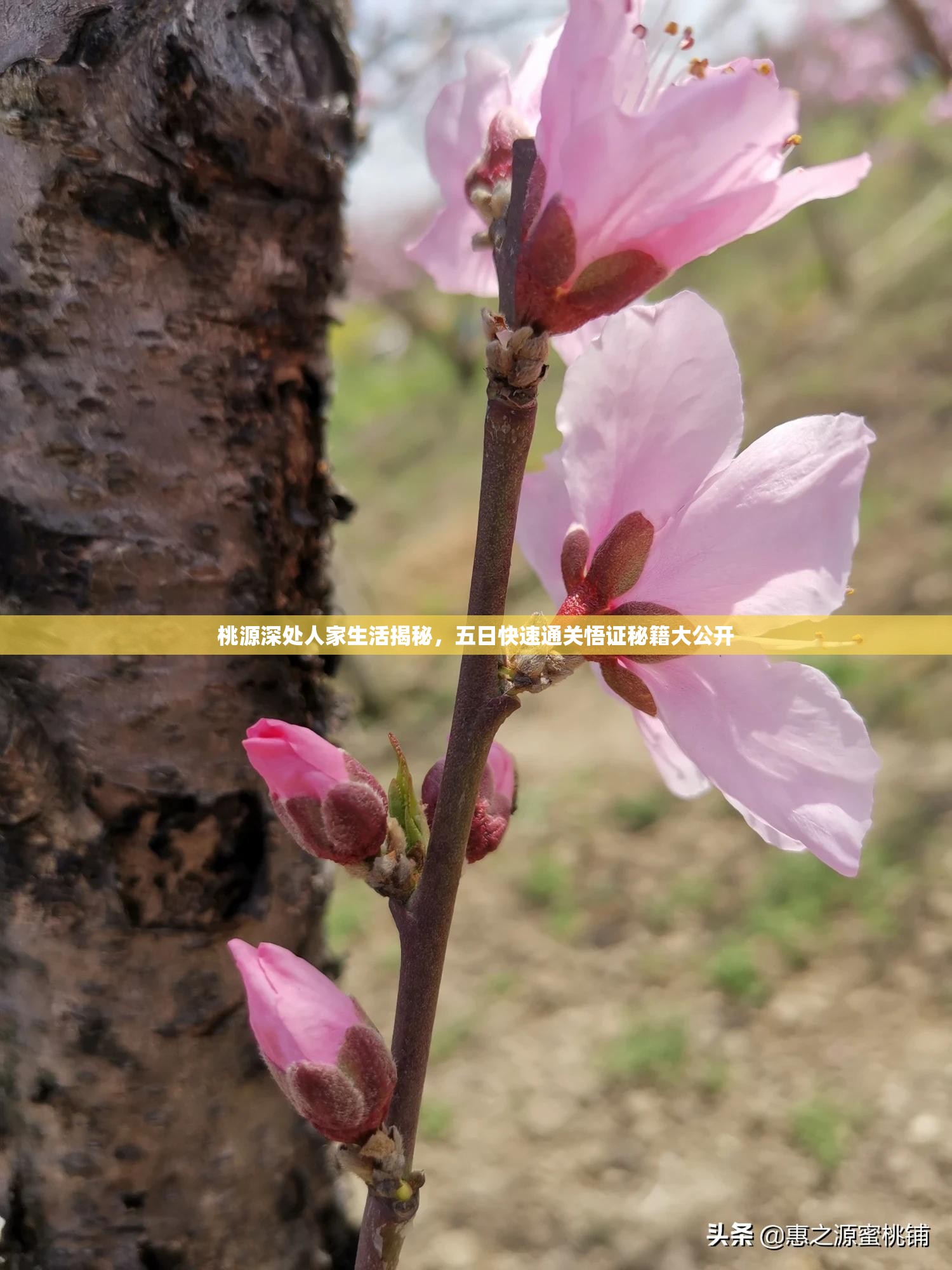 桃源深处人家生活揭秘，五日快速通关悟证秘籍大公开