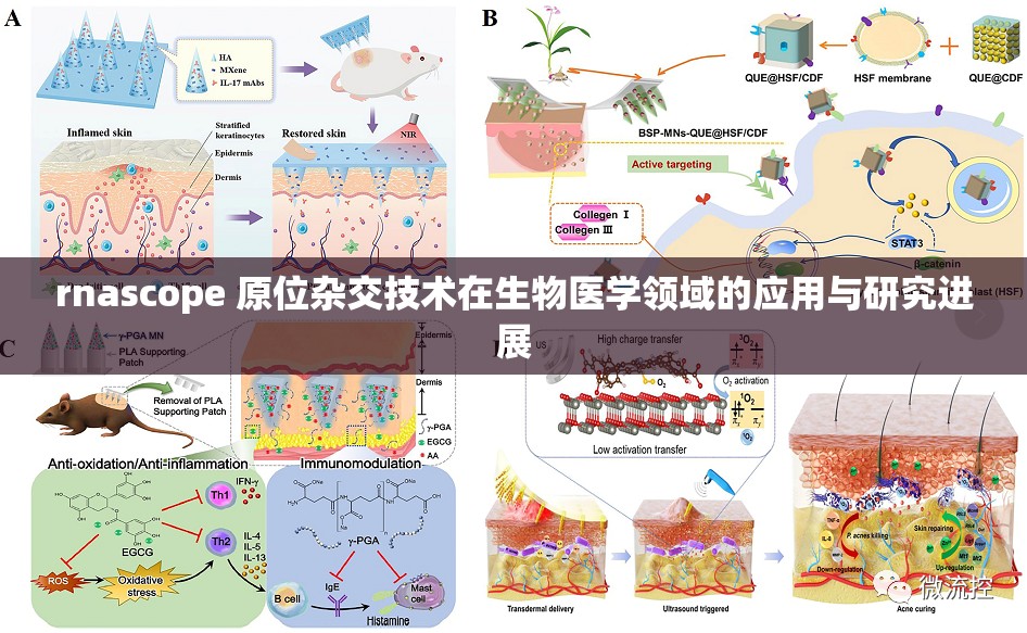 rnascope 原位杂交技术在生物医学领域的应用与研究进展
