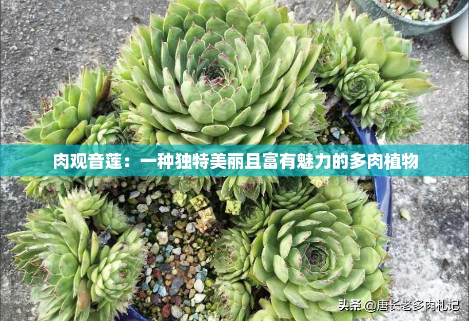 肉观音莲：一种独特美丽且富有魅力的多肉植物