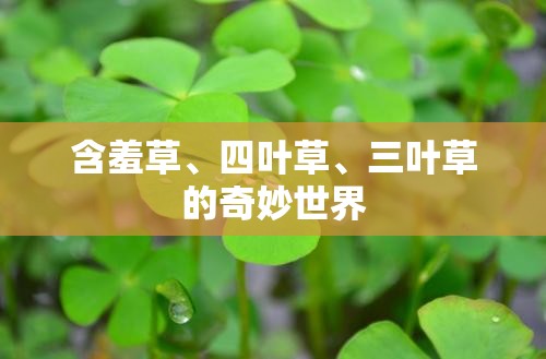 含羞草、四叶草、三叶草的奇妙世界