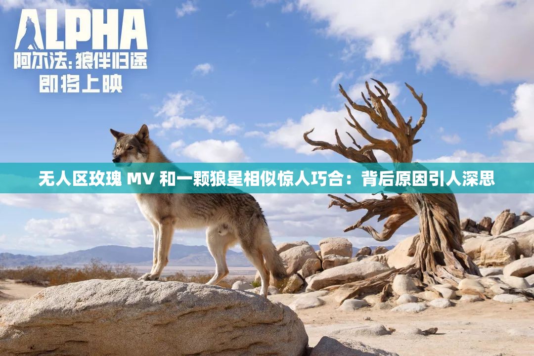 无人区玫瑰 MV 和一颗狼星相似惊人巧合：背后原因引人深思