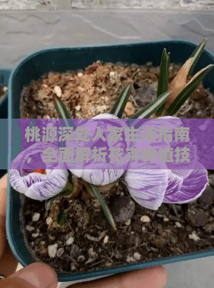 桃源深处人家生活指南，全面解析花卉种植技巧与攻略