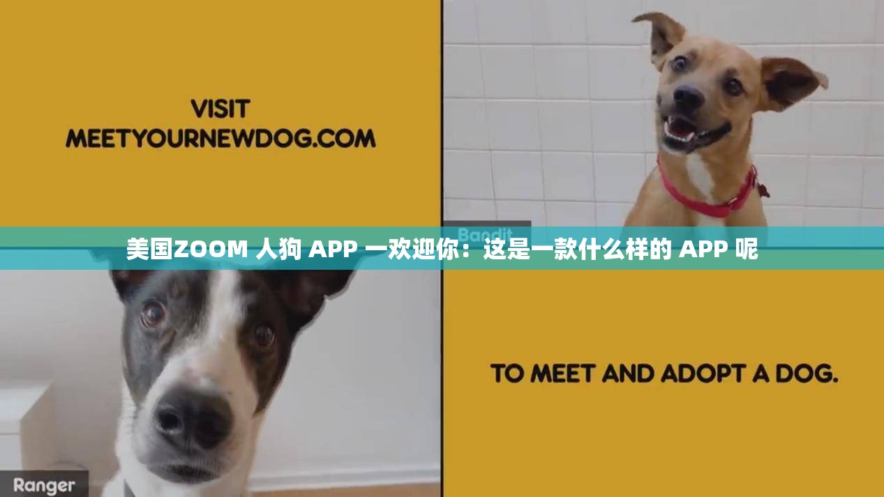 美国ZOOM 人狗 APP 一欢迎你：这是一款什么样的 APP 呢