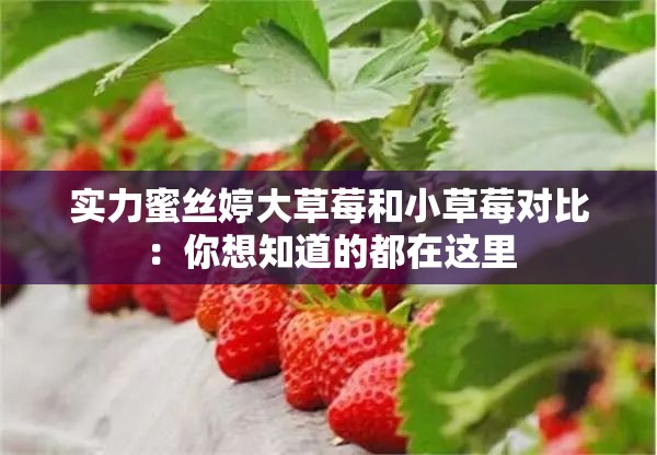实力蜜丝婷大草莓和小草莓对比：你想知道的都在这里