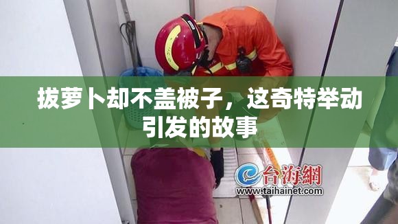 拔萝卜却不盖被子，这奇特举动引发的故事