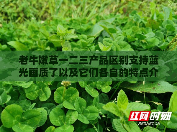 老牛嫩草一二三产品区别支持蓝光画质了以及它们各自的特点介绍