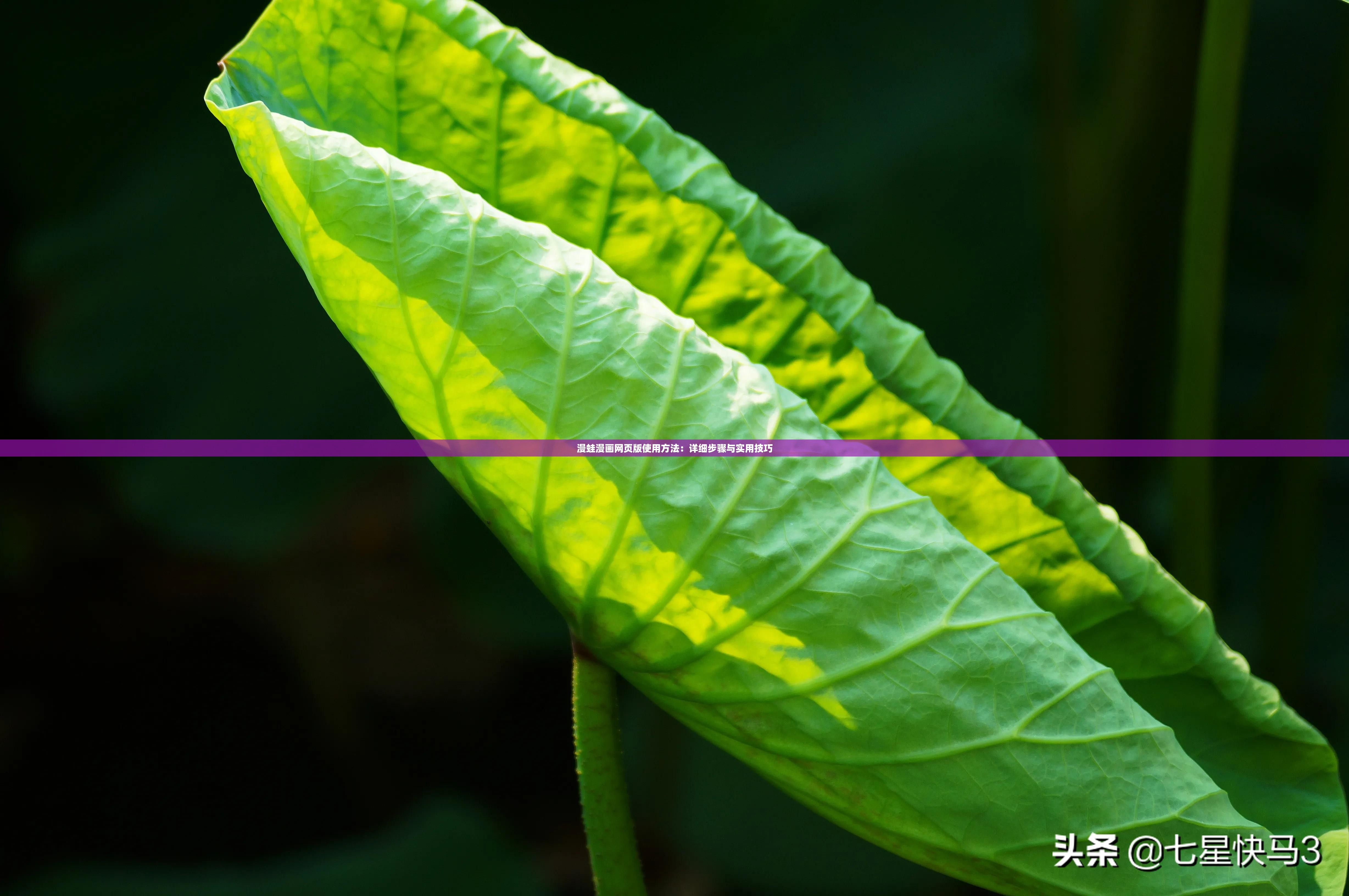 漫蛙漫画网页版使用方法：详细步骤与实用技巧