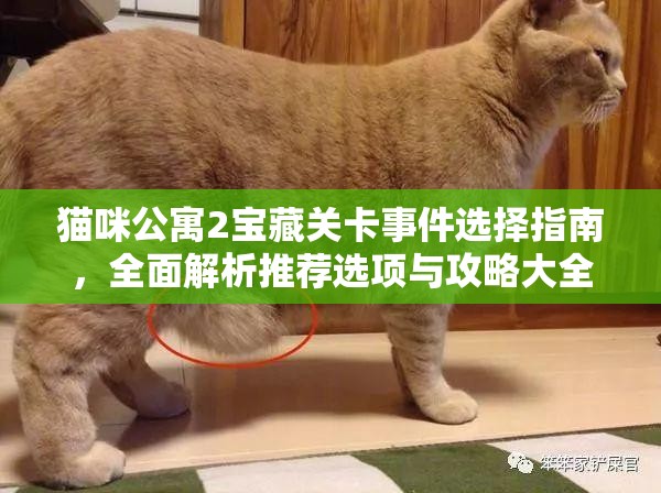 猫咪公寓2宝藏关卡事件选择指南，全面解析推荐选项与攻略大全