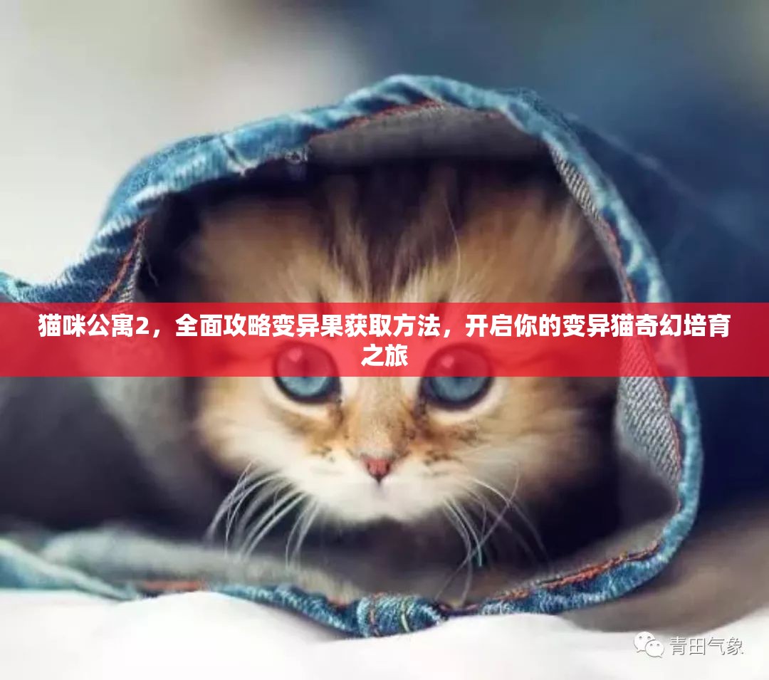 猫咪公寓2，全面攻略变异果获取方法，开启你的变异猫奇幻培育之旅