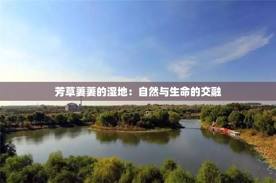 芳草萋萋的湿地：自然与生命的交融