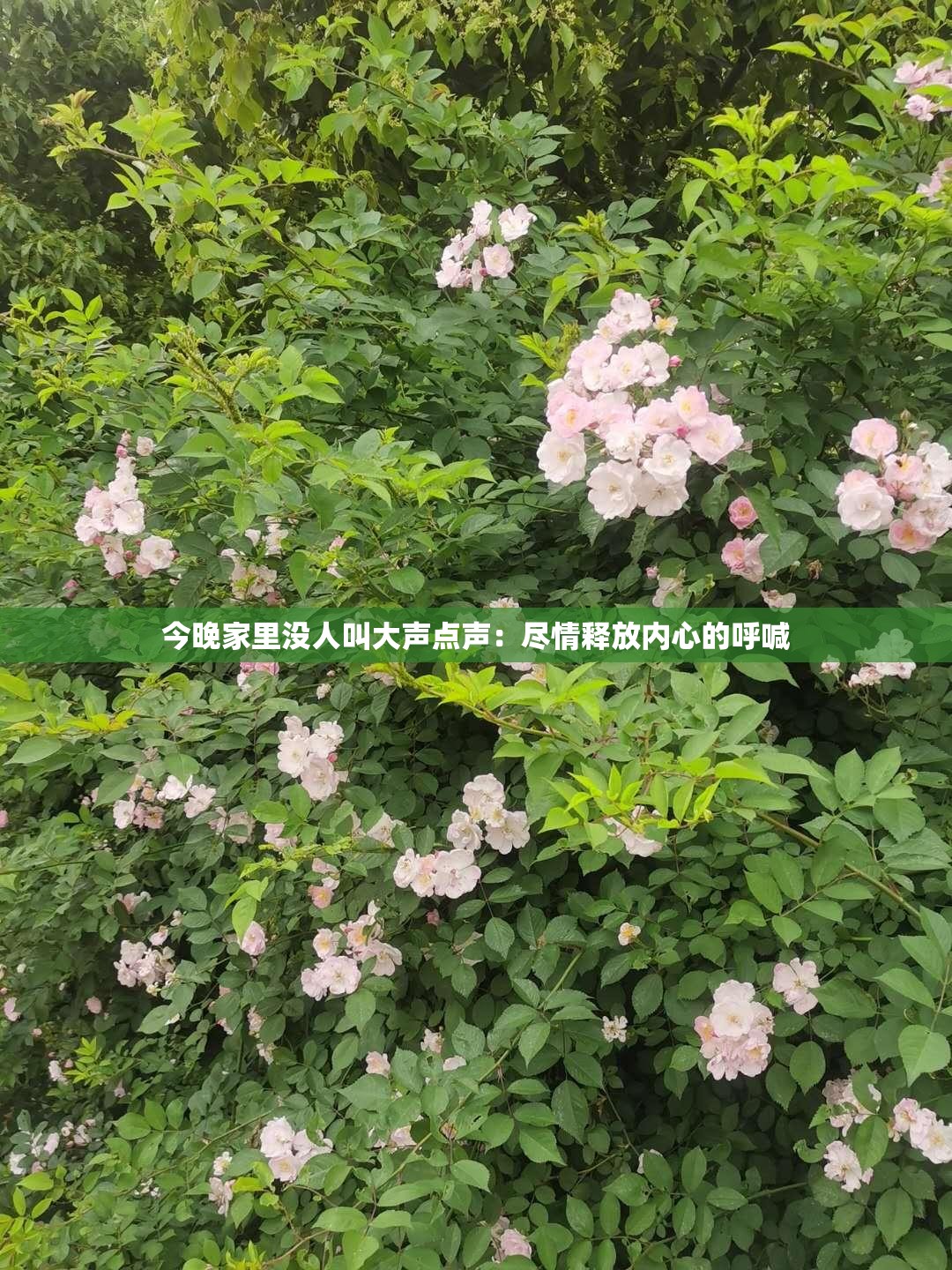 今晚家里没人叫大声点声：尽情释放内心的呼喊