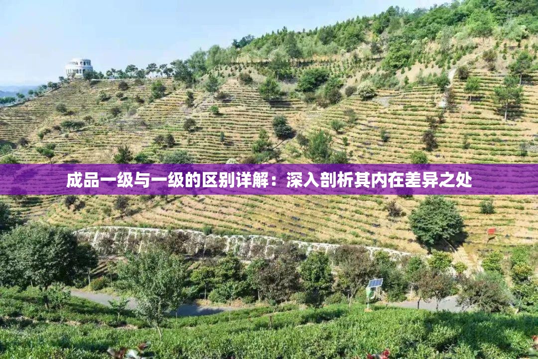成品一级与一级的区别详解：深入剖析其内在差异之处