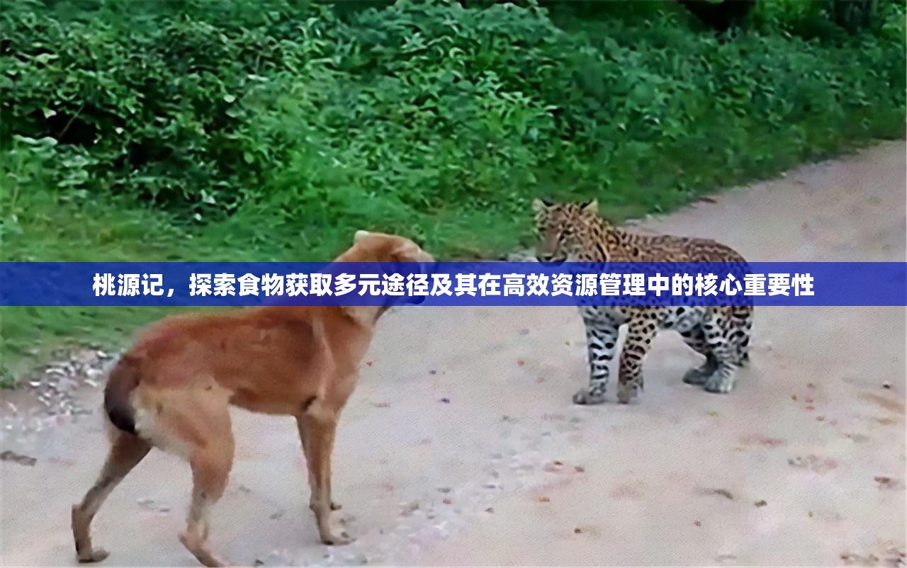 桃源记，探索食物获取多元途径及其在高效资源管理中的核心重要性