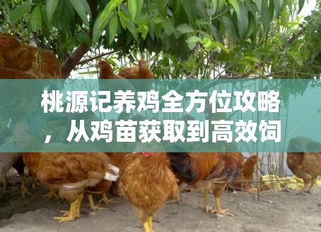 桃源记养鸡全方位攻略，从鸡苗获取到高效饲养的实用秘籍
