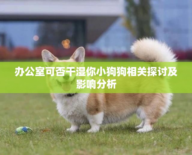 办公室可否干湿你小狗狗相关探讨及影响分析