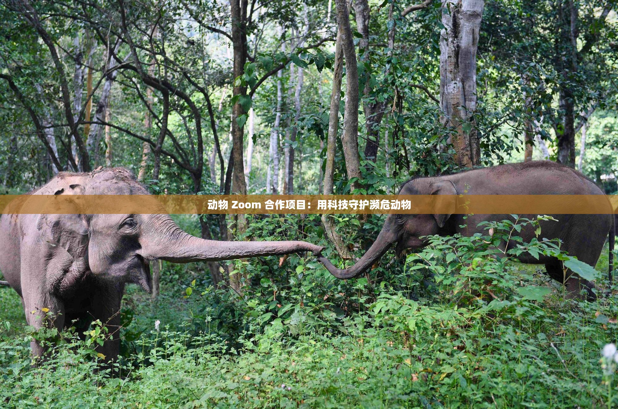 动物 Zoom 合作项目：用科技守护濒危动物