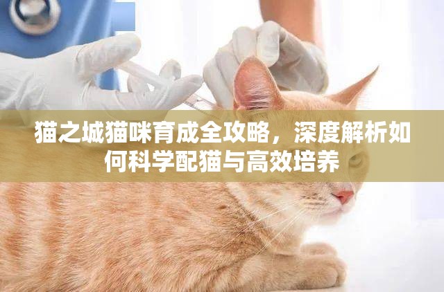 猫之城猫咪育成全攻略，深度解析如何科学配猫与高效培养