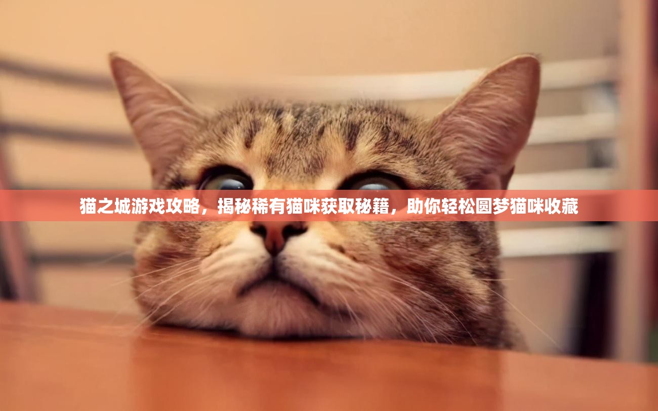 猫之城游戏攻略，揭秘稀有猫咪获取秘籍，助你轻松圆梦猫咪收藏