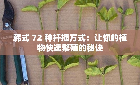 韩式 72 种扦插方式：让你的植物快速繁殖的秘诀