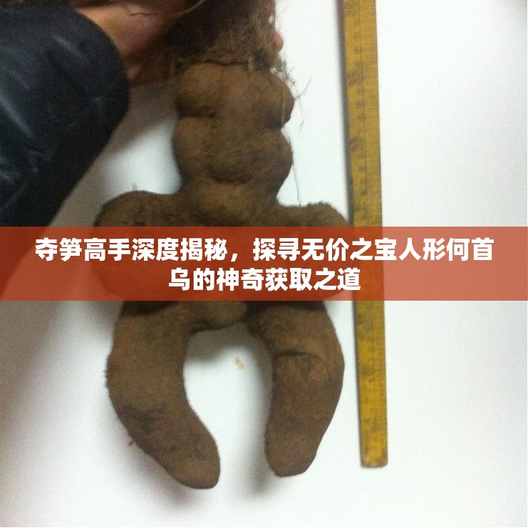 夺笋高手深度揭秘，探寻无价之宝人形何首乌的神奇获取之道