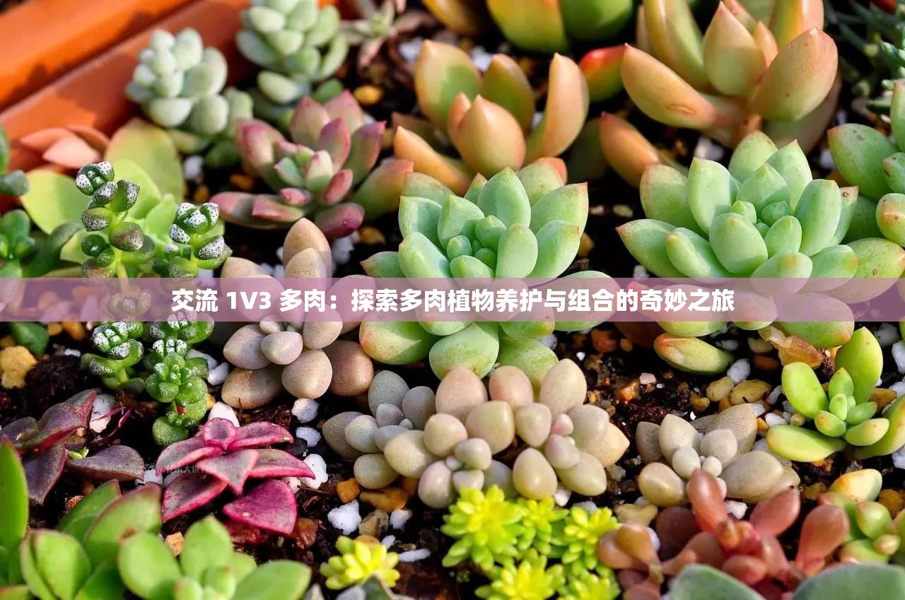 交流 1V3 多肉：探索多肉植物养护与组合的奇妙之旅