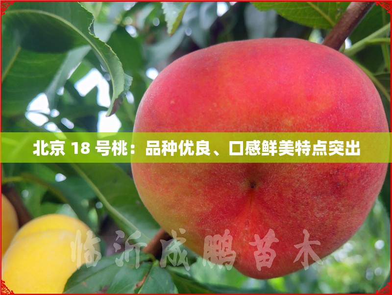 北京 18 号桃：品种优良、口感鲜美特点突出