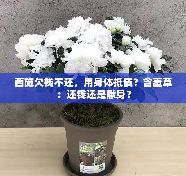 西施欠钱不还，用身体抵债？含羞草：还钱还是献身？