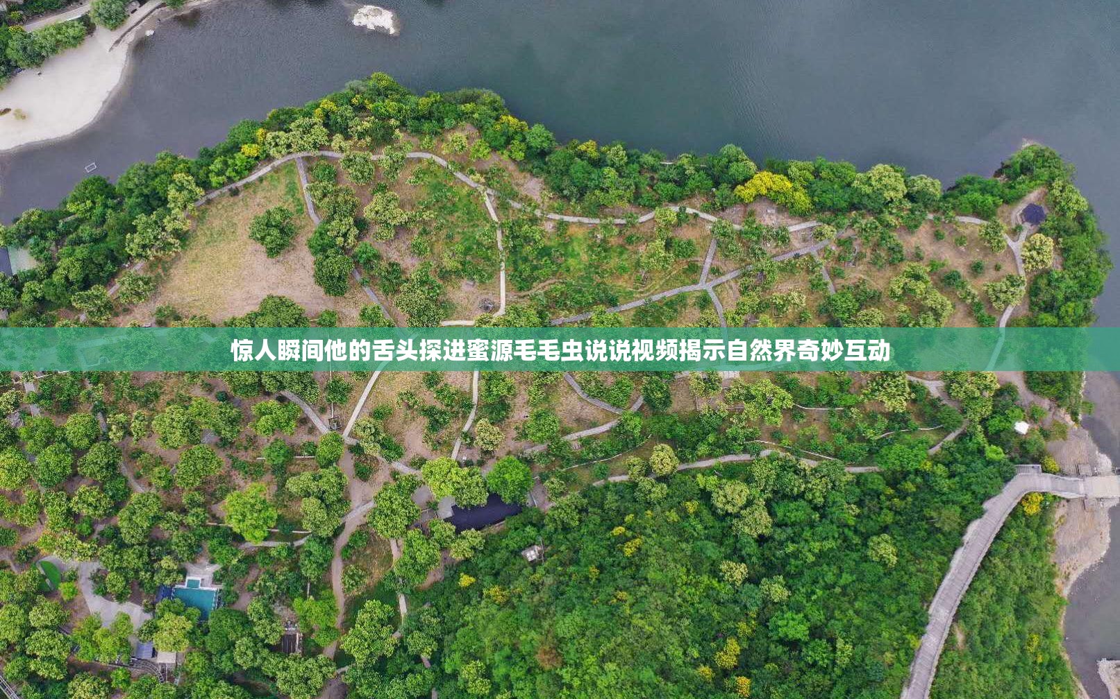 惊人瞬间他的舌头探进蜜源毛毛虫说说视频揭示自然界奇妙互动