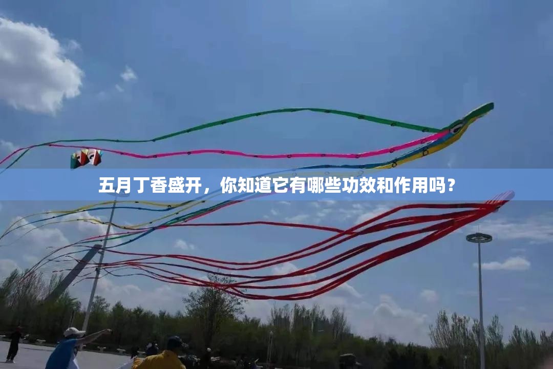 五月丁香盛开，你知道它有哪些功效和作用吗？