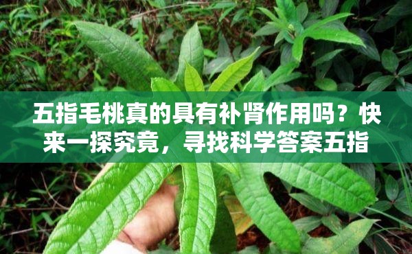 五指毛桃真的具有补肾作用吗？快来一探究竟，寻找科学答案五指毛桃是否能补肾？网络热议不断，究竟真相如何？一起了解五指毛桃有补肾作用吗？众说纷纭，谁能给出权威准确的答案？