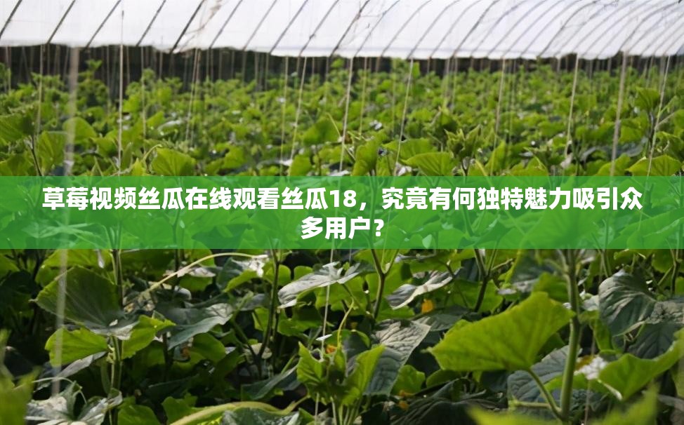 草莓视频丝瓜在线观看丝瓜18，究竟有何独特魅力吸引众多用户？