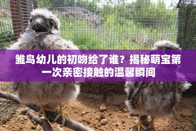 雏鸟幼儿的初吻给了谁？揭秘萌宝第一次亲密接触的温馨瞬间