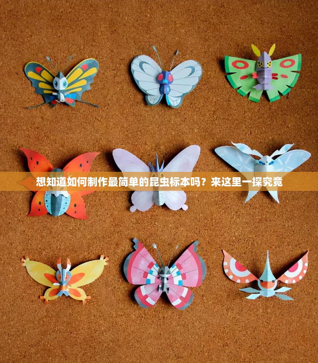 想知道如何制作最简单的昆虫标本吗？来这里一探究竟