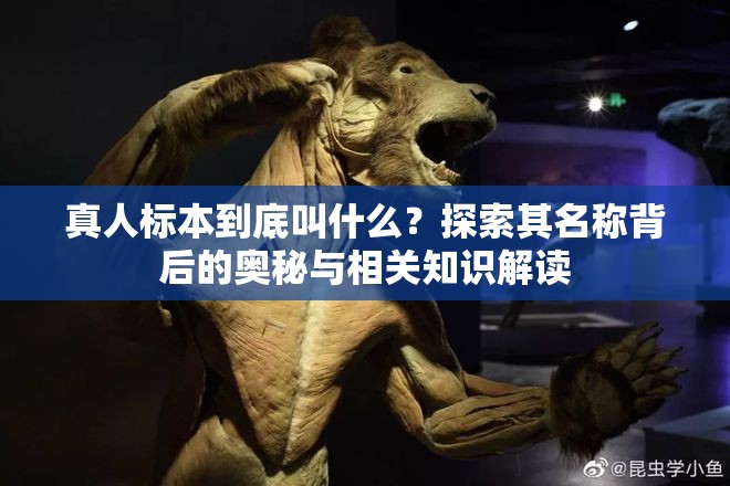 真人标本到底叫什么？探索其名称背后的奥秘与相关知识解读
