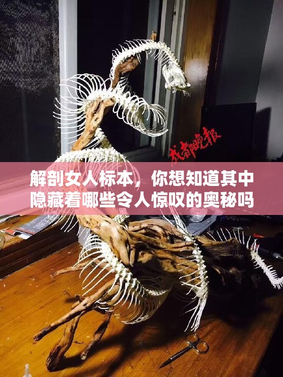 解剖女人标本，你想知道其中隐藏着哪些令人惊叹的奥秘吗？快来一探究竟