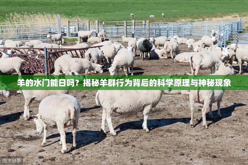 羊的水门能日吗？揭秘羊群行为背后的科学原理与神秘现象