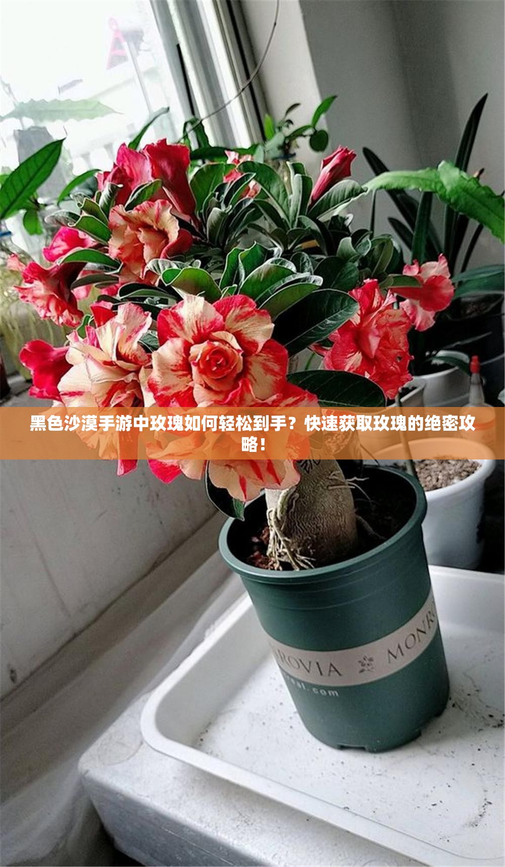 黑色沙漠手游中玫瑰如何轻松到手？快速获取玫瑰的绝密攻略！